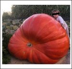 1035.1 Haase 2022 (469,5kg)