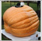 1042.8 Molek 2023 (473kg)