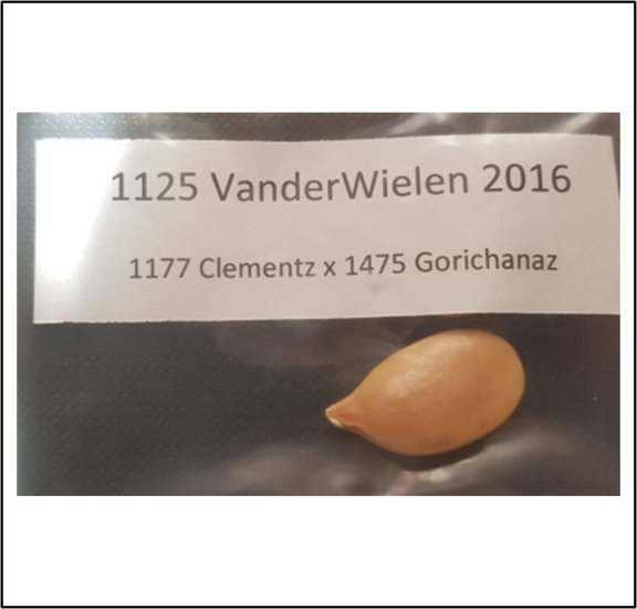 1125.5 VanderWielen 2016 (510,5kg) - zum Schließen ins Bild klicken