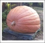 1126.5 Skubel 2024 (511kg)