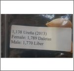 1138 Urena 2013 (516,1kg)