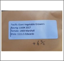 1160 Raunig 2017 (526,1kg) 1 seed