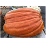 1189.4 Wild 2021 (539,5kg)