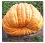 1190.5 Rataj 2019 (540kg)