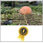 1223.6 Muscas 2021 (555kg)