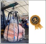 1240 Squitieri 2022 (562,4kg)