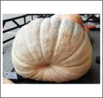 1278 Voigt 2018 (580kg)