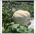 1412 Wallace 2020 (640,5kg)