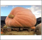 1513.5 Wild 2018 (686,5kg)