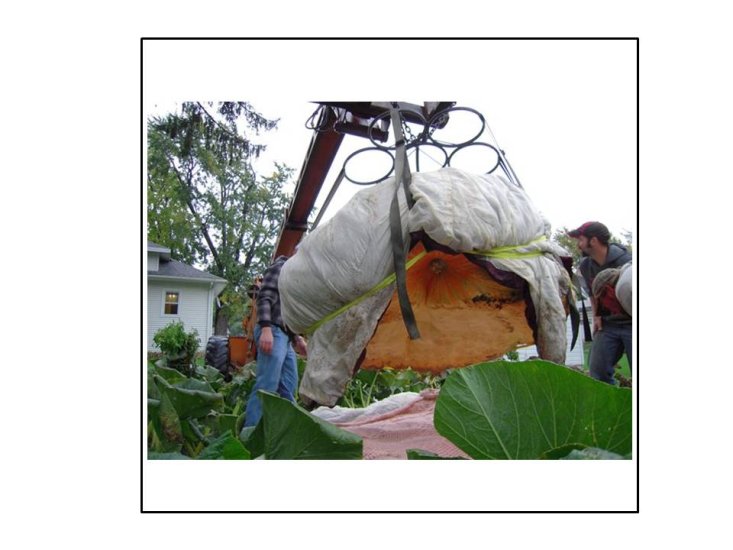 1526 Menting 2013 (692,2kg) - zum Schließen ins Bild klicken