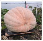 1575 Melka 2021 (714,5kg) 1575 Melka 2021 (714,5kg)