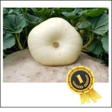 1661.5 Gross 2020 (753,6kg)