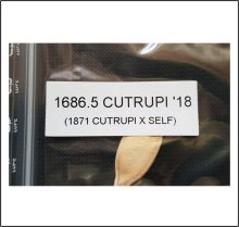 1686.5 Cutrupi 2018 (765kg)