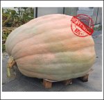 1780.2 Melka 2023 (807,5kg) 1780.2 Melka 2023 (807,5kg)