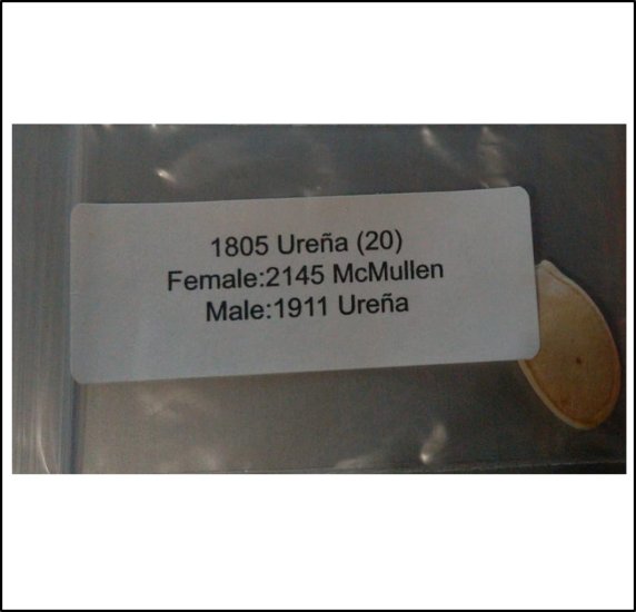 1805 Urena 2020 (818,7kg) - zum Schließen ins Bild klicken