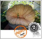 1911 Urena 2017 (866,8kg) 1911 Urena 2017 (866,8kg)