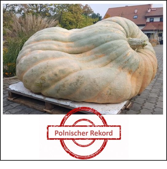 1970 Zolotucha 2022 (893,5kg) - zum Schließen ins Bild klicken