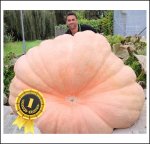 1978.6 Daho 2021 (897,5kg)