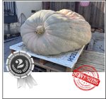 2036 Kennedy 2023 (923,5kg)