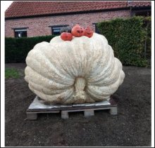 2040.4 Vanheuckelom 2020 (925,5kg)