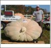 2054 Wallace 2020 (931,6kg)