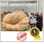 2211 Connolly 2024 (1002,5kg)