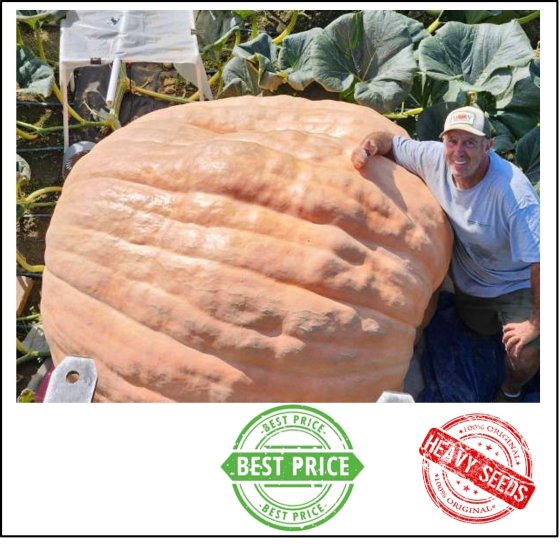 2531 Stelts 2024 (1148kg) - zum Schließen ins Bild klicken
