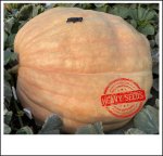 2537 Crews 2022 (1150,7kg)