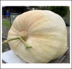 445 Keller 2024 (201,8kg) 445 Keller 2024 (201,8kg)