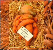 Schwere Möhren / Heavy Carrot (5 Kerne)
