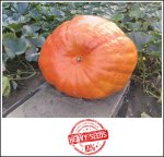 705.5 Skibinski 2023 (320kg) 705.5 Skibinski 2023 (320kg)