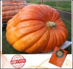 756.2 Skibinski 2023 (343kg) 756.2 Skibinski 2023 (343kg)