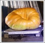 787.1 A.Nimtz 2024 (357kg) 787.1 A.Nimtz 2024 (357kg)