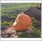 842.2 Kern 2024 (382kg) 1 Kern 842.2 Kern 2024 (382kg) 1 Kern