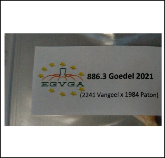 886.3 Gödel 2021 (393kg) - zum Schließen ins Bild klicken