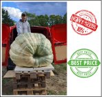 932.1 Tittmann 2024 (422,7kg)