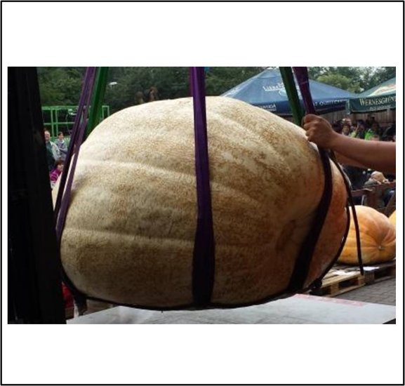 981.05 Grottschreiber 2017 (444,9kg) - zum Schließen ins Bild klicken
