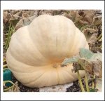 981.9 Jany 2024 (445,3kg)