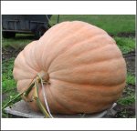 990.8 Wagler 2025 (449,5kg) 990.8 Wagler 2025 (449,5kg)