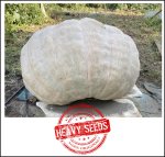 992.1 Squitieri 2020 (450kg)