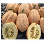 Baked Potato F1 (5 Kerne)