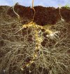 Mycorrhizae Pilze