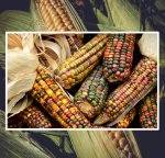 Bunter Mais 20 Kerne