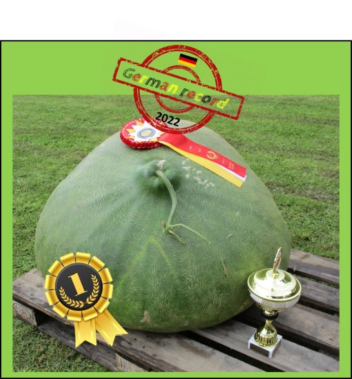 245.8 MC Krüger 2022 (111,5kg) 2 Kerne - zum Schließen ins Bild klicken