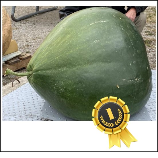 303 MacKenzie 2023 (137,44kg) 1 Kerne - zum Schließen ins Bild klicken