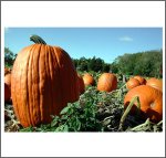 Field Pumpkin