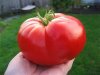 RiesenTomaten / Giant Tomato