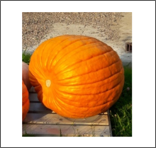 130.1 Rohrdiek 2016 (59kg) 2 Kerne