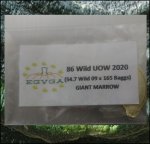 86 Wild 2020 (39kg) 1 Kern