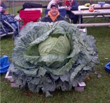 Giant Cabbage (4 seeds)